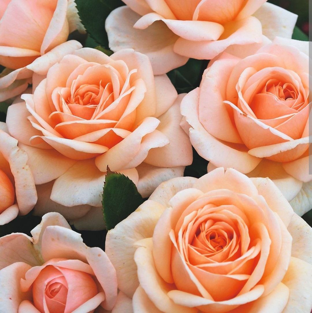 Кураж (Courage)