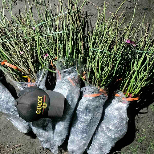 Нібір '' ПРЕМІУМ'' 10 шт суперновинок 2025.( саджанці 1 сорту)