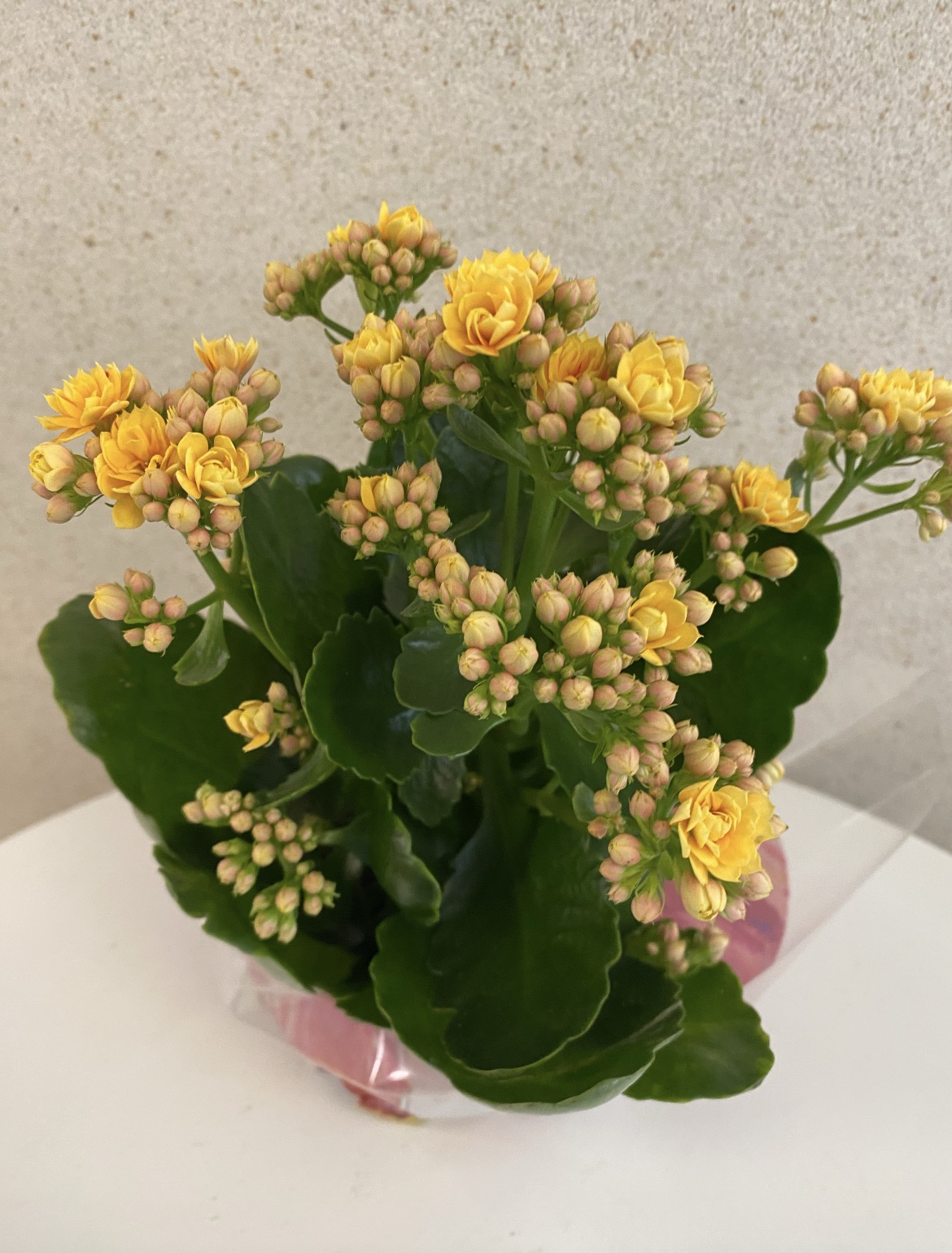 Kalanchoe