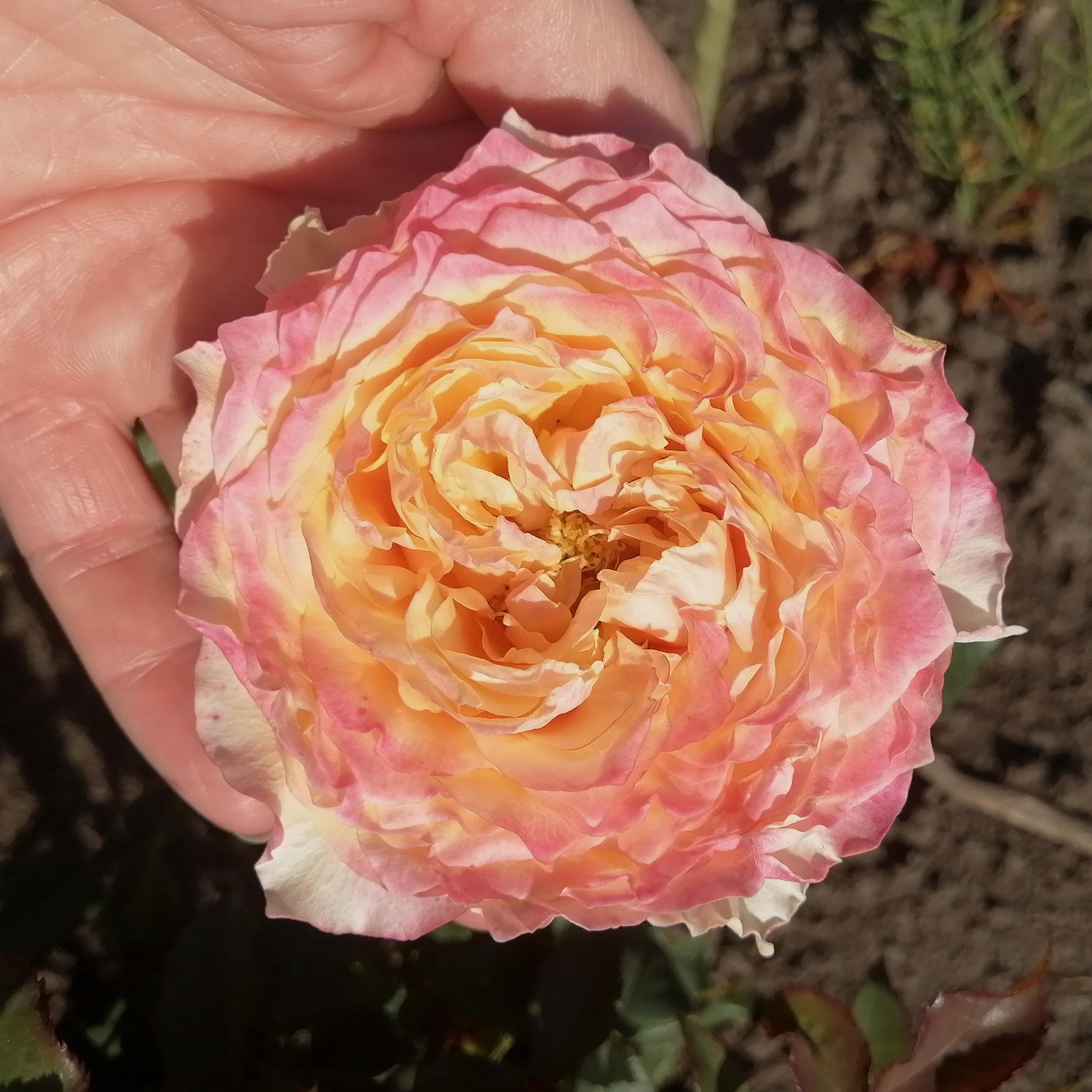 ШАЙН ОН ( Shine on) зрізочна преміум новинка