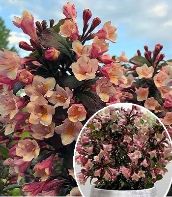 🌺 Вейгела квітуча Vintage Love (Вейгела "Вінтаж Лав")