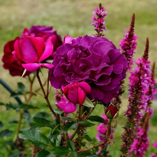 Сомме 2016 — Somme 2016