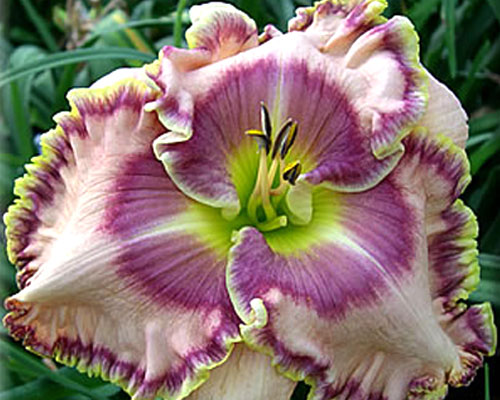 Лілейник №56 Керол Тодд - Hemerocallis Carol Todd