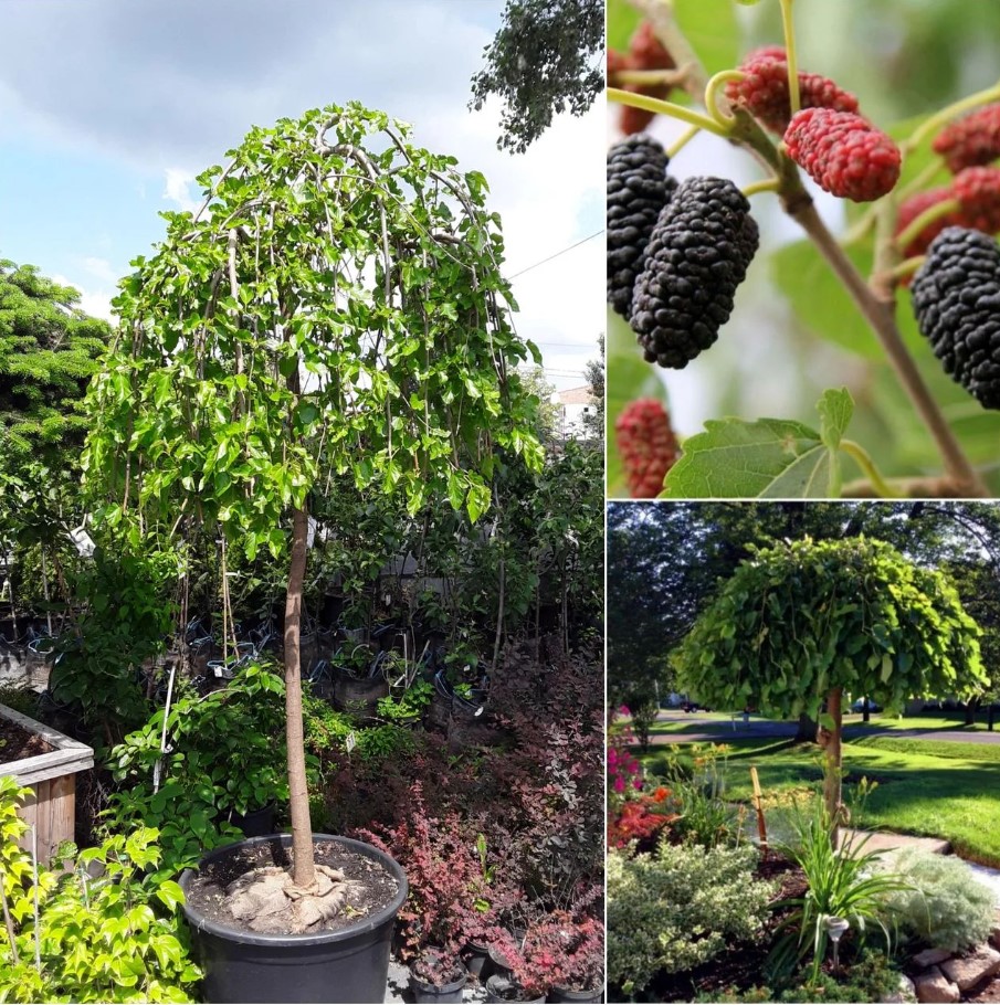 Шовковиця плакуча Пендула