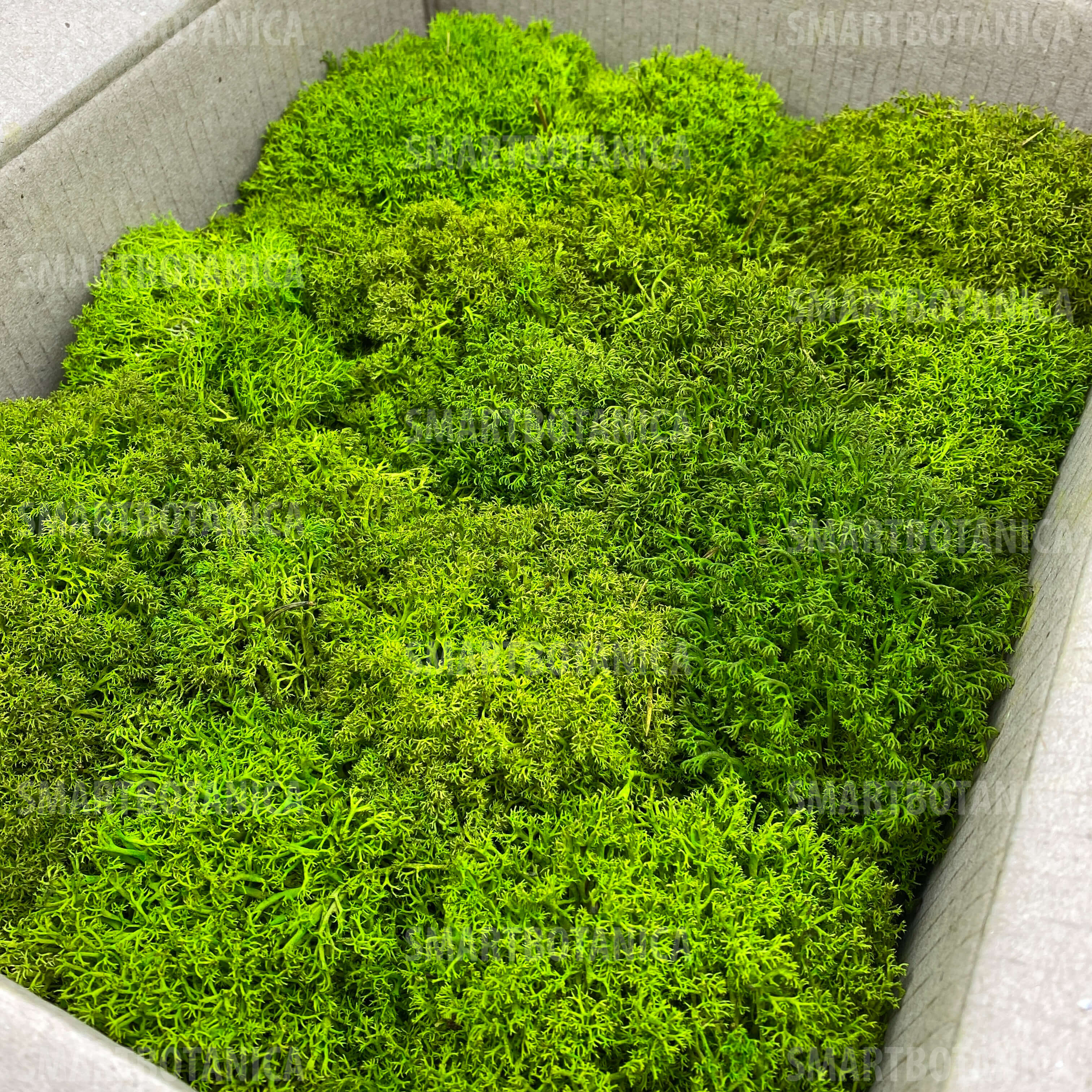 Стабілізований мох Ягель Королівський Lime Green №004 в упаковці