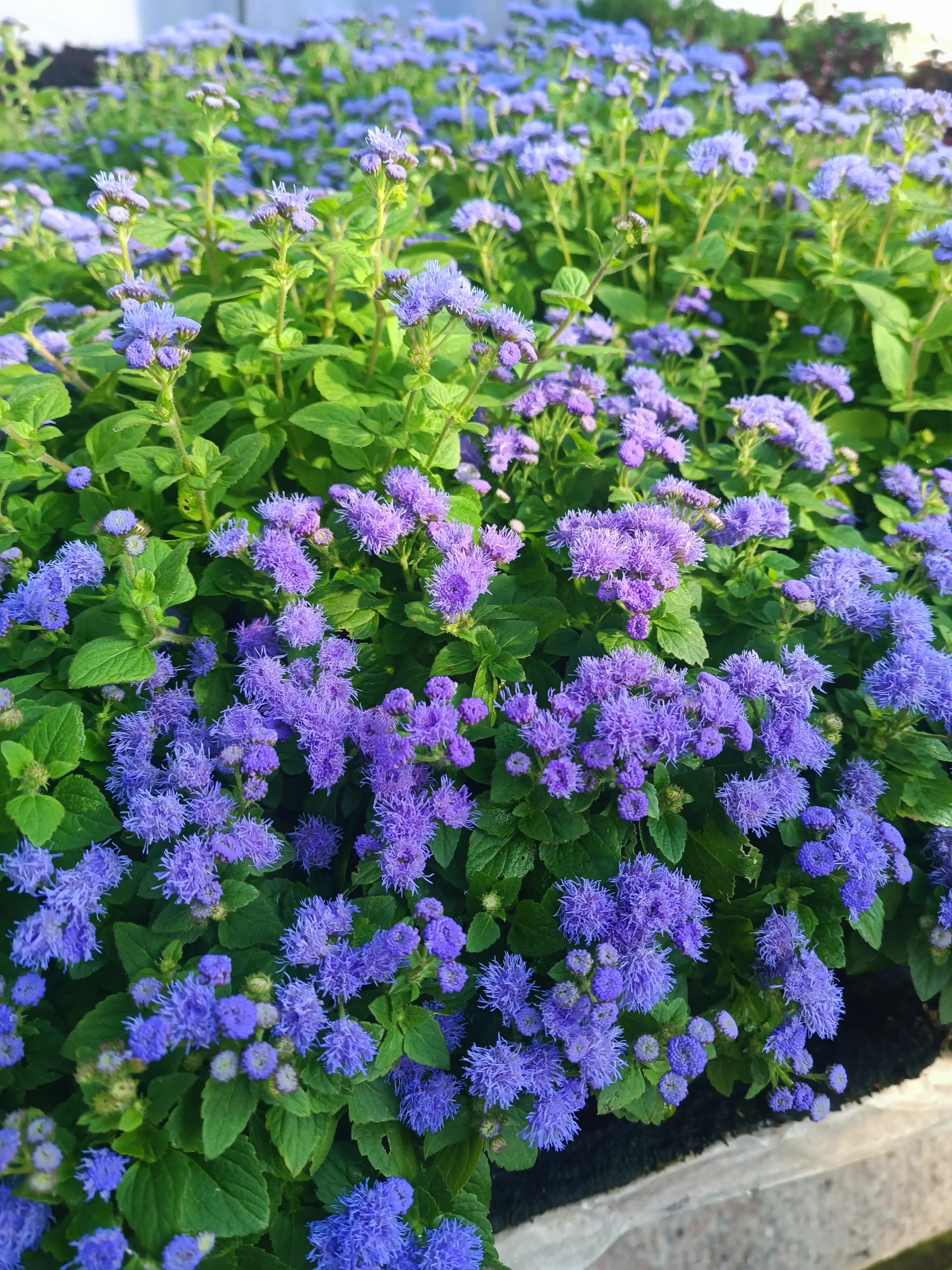 Агератум Aloha Blue (касетна розсада)