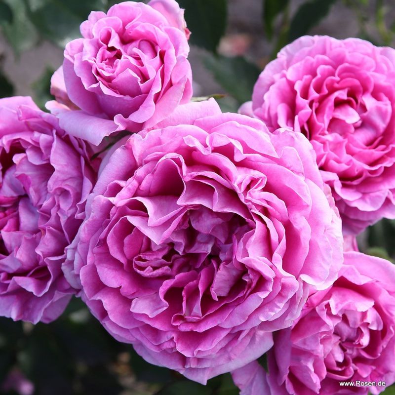 Clivia — Клівія