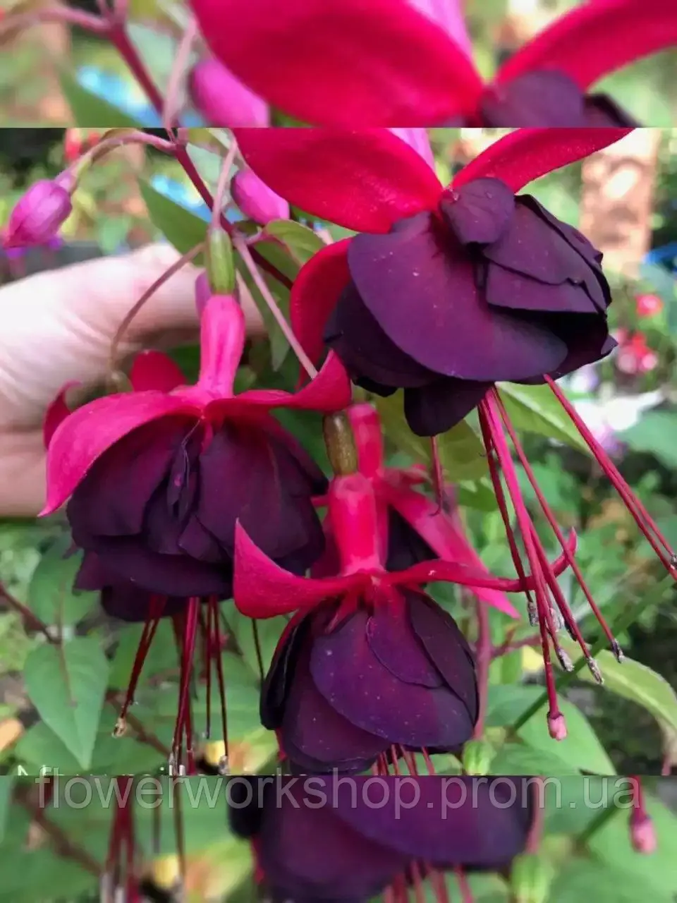 Фуксія New Millenium (касетна розсада)