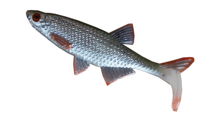 Alburnus Shad 3