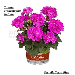 Пеларгонія Зональна рожево - фіолетова Castello Tessa Blue