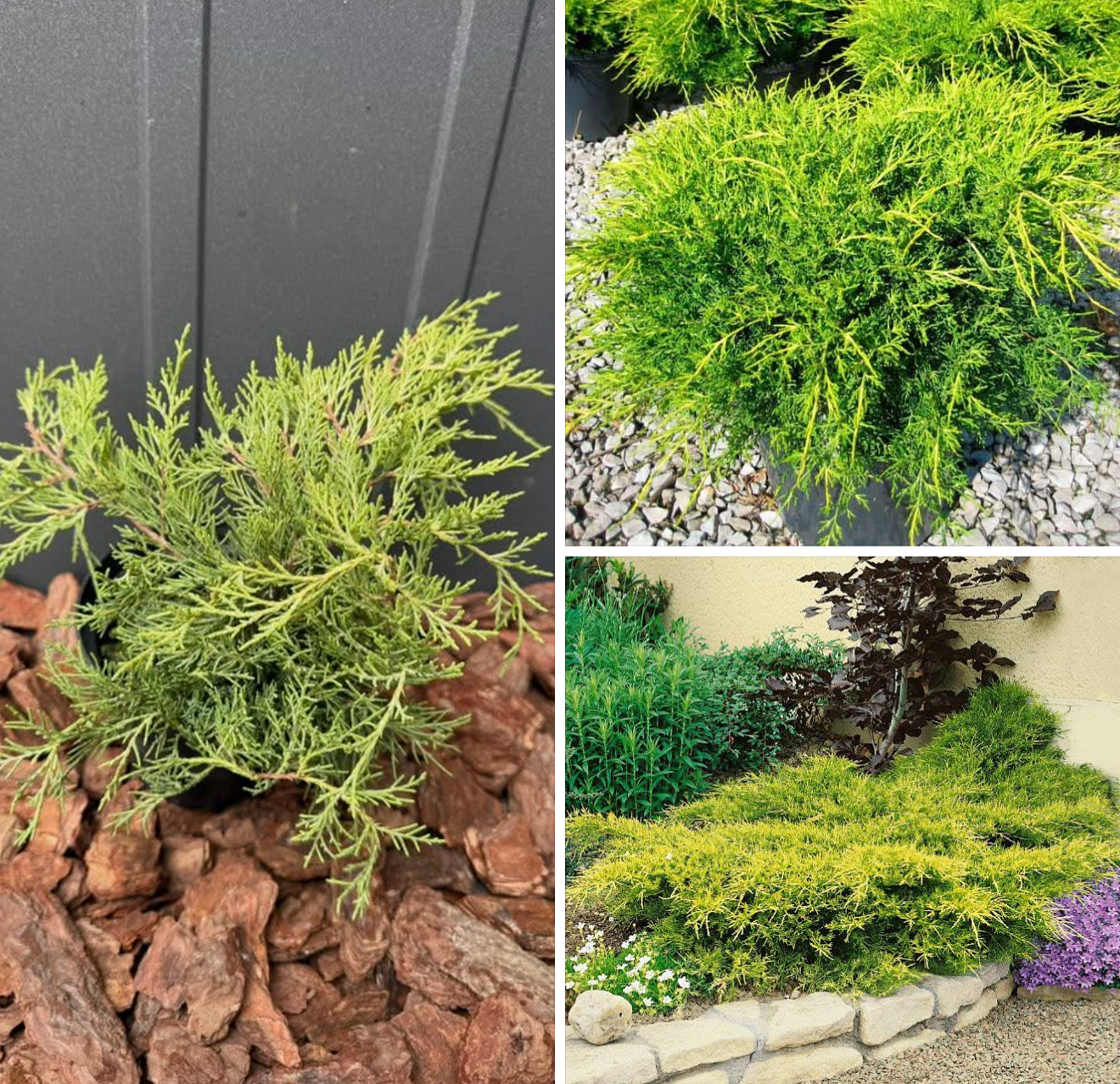 Ялівець олд Голд 2 л