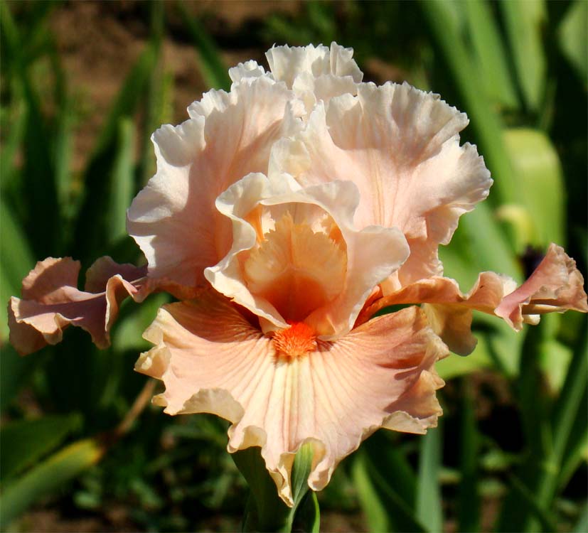 Bashful Princess/Бешфул Принцес