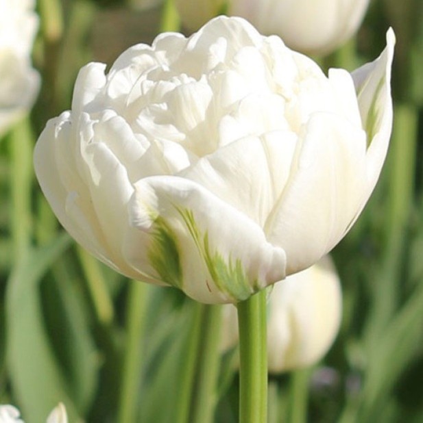 Тюльпан Up White