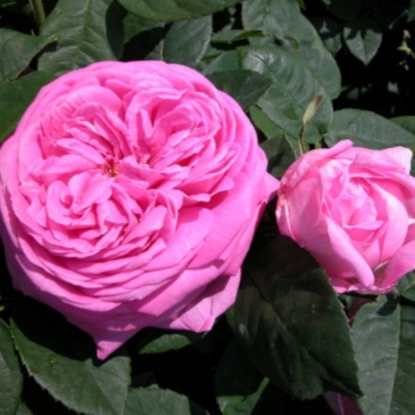 Комтес Сесіль де Шабрійян (Comtesse Cecile de Chabrillant)