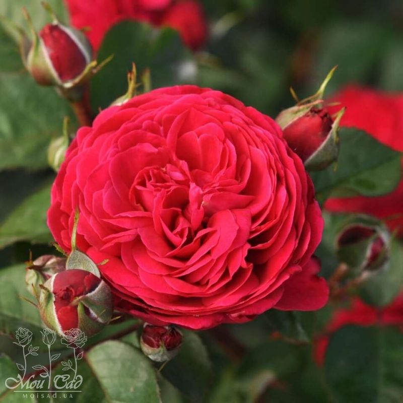 Андре Ріу - Andre Rieu