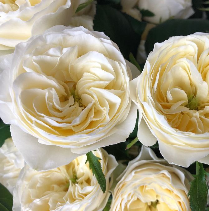 Вайт Вувузела (White Vuvuzela)