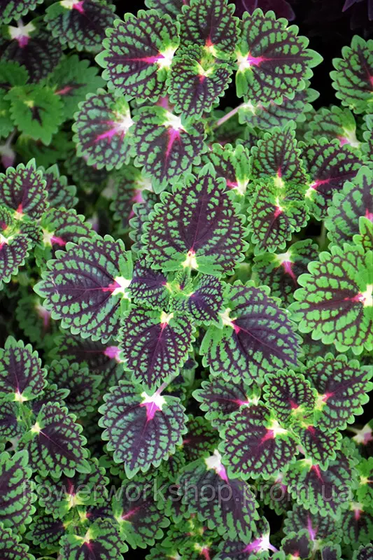 Колеус Strawberry Drop (касетна розсада)