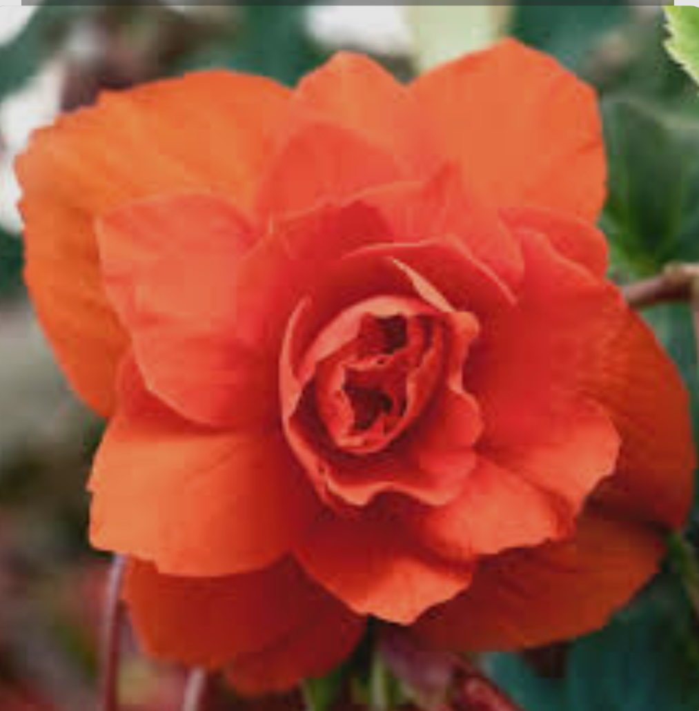 Бегонія ампельна Illumination Orange (касетна розсада).