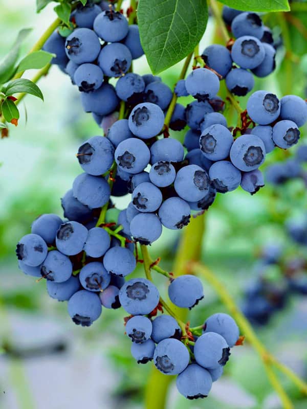 Лохина Сієрра