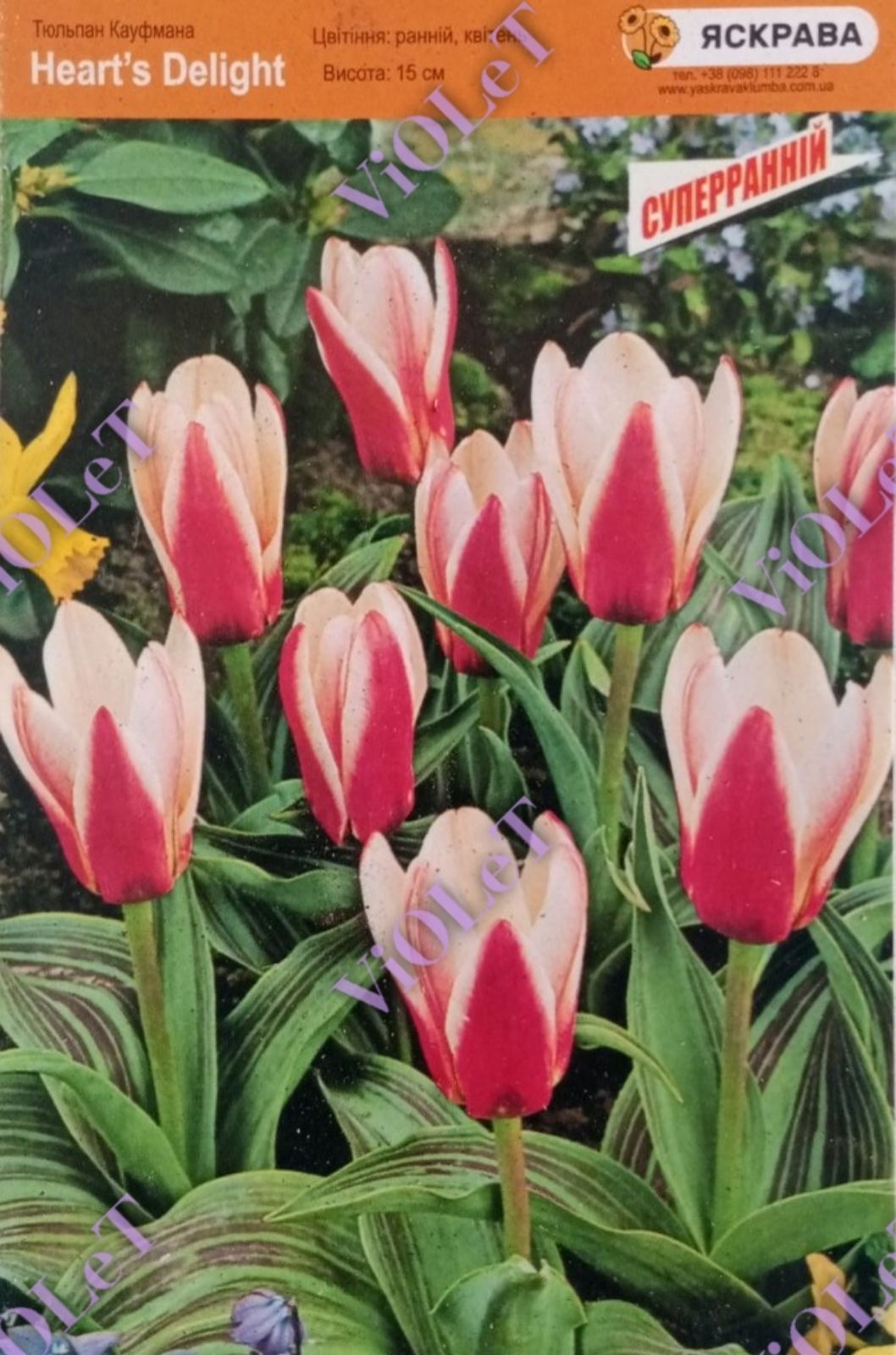 Heart's Delight, Кауфмана тюльпан, 10/11, 1 шт.