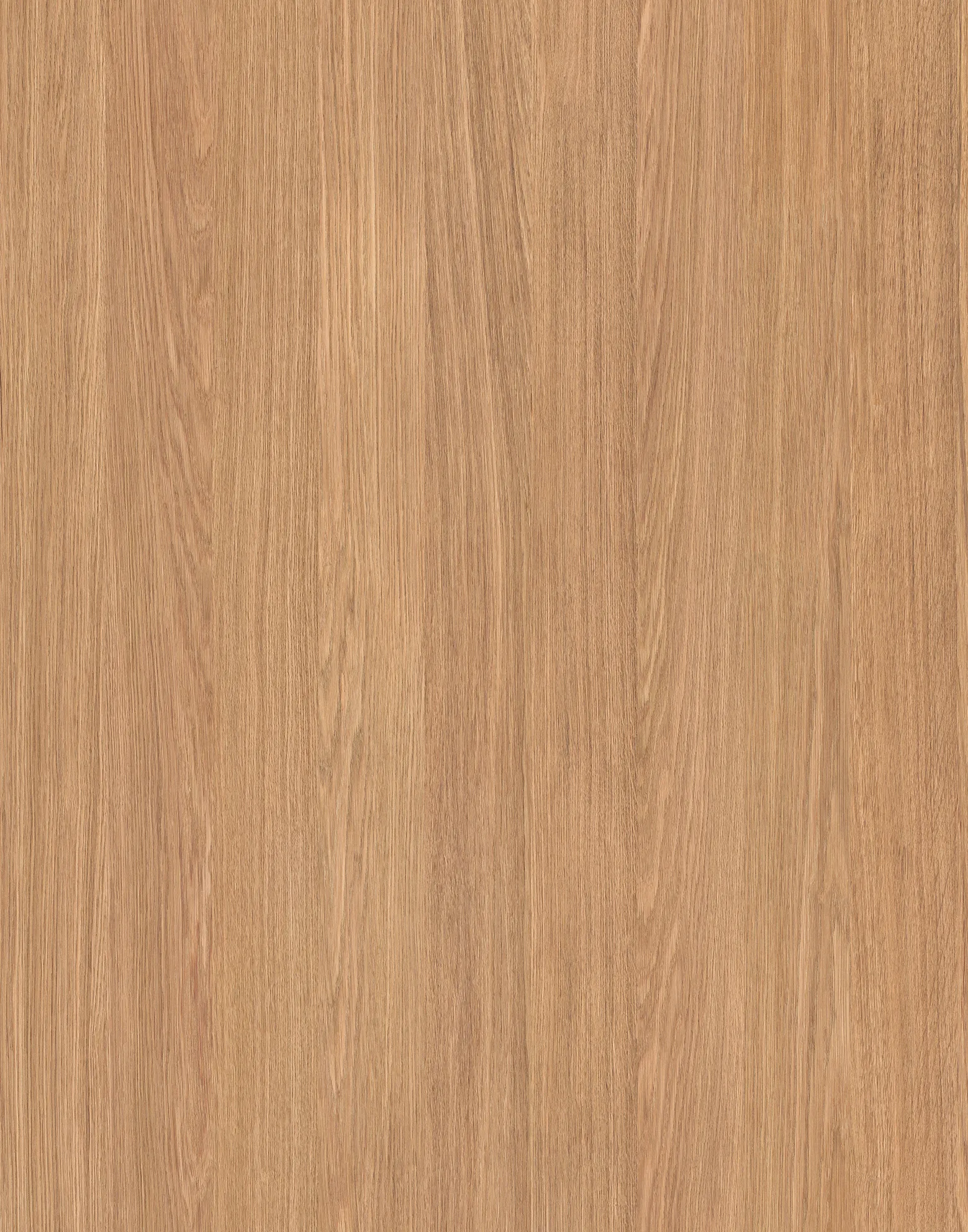 Дуб Прімавера Строув