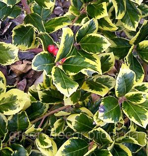 Падуб альтаклеренсіс Голден Кінг  Ilex altaclerensis Golden King  h90