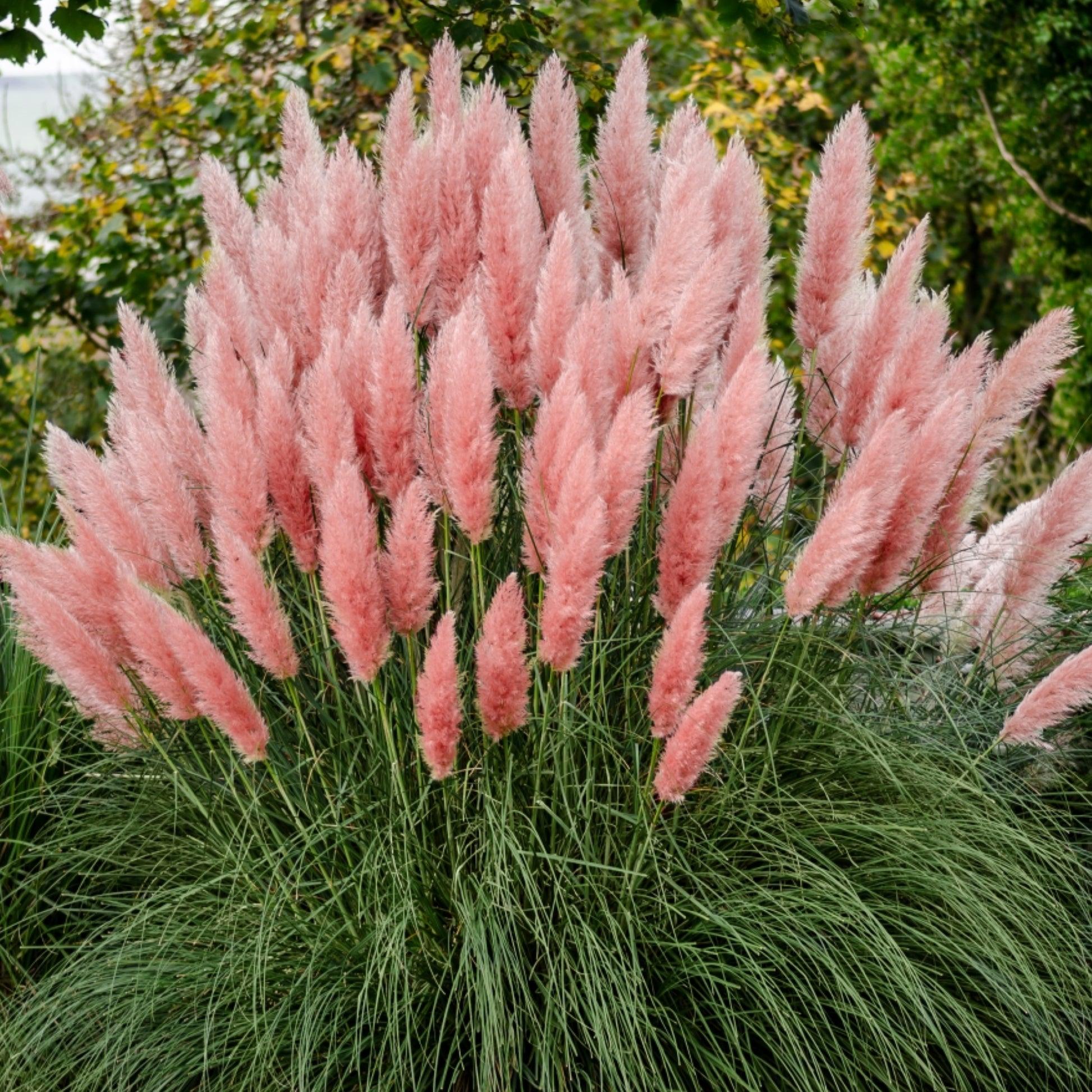 Кортадерія Rose Plume