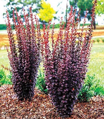 🌿 Барбарис "Chocolate Summer" (Berberis thunbergii "Chocolate Summer")