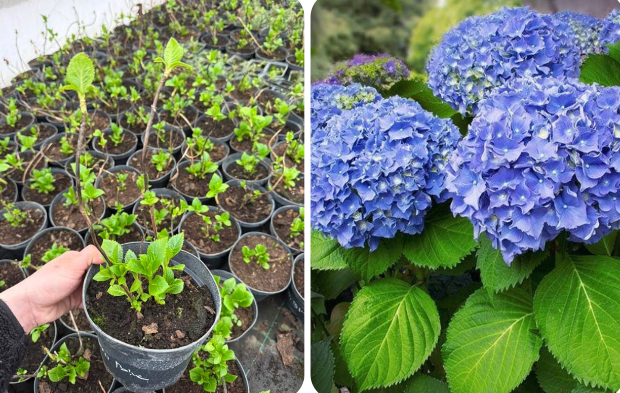 Гортензія ніко блю 1,5 л