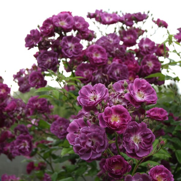 Перпл Скайлайнер — Purple Skyliner