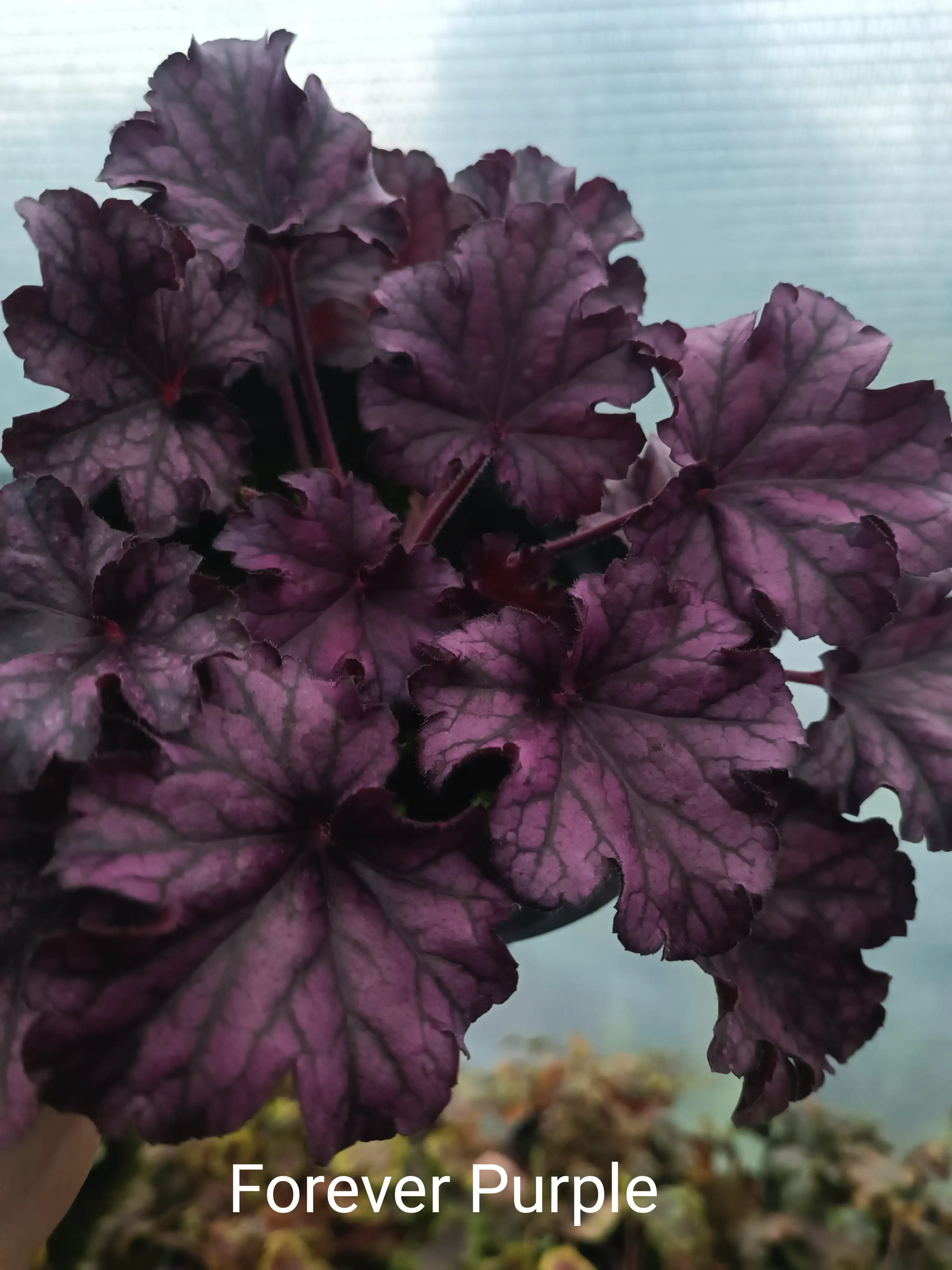 Гейхера Forever Purple у горщику 2л