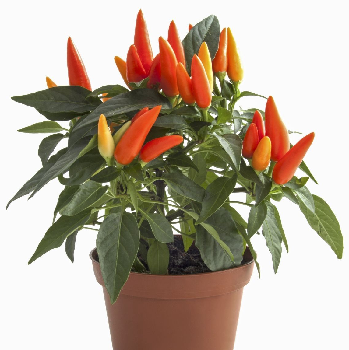 Перець оранж вандер