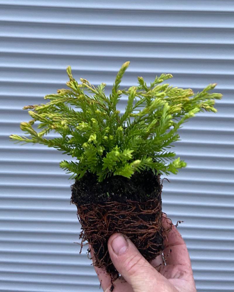 Туя Голден Таффет (шаровидна)