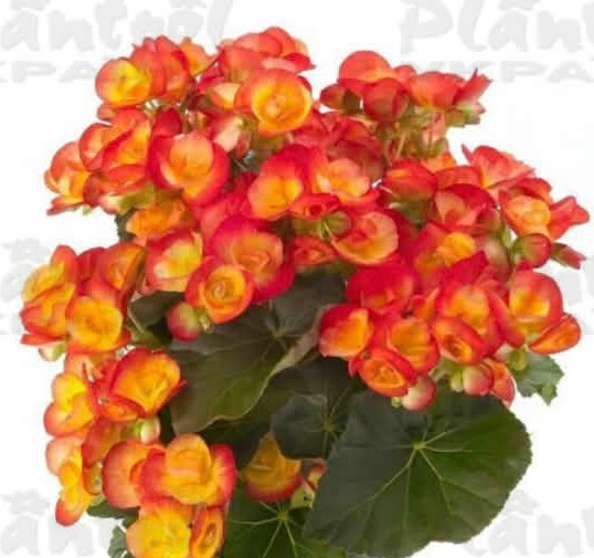 Бегонія Ilona Carneval ( в касетній розсаді )