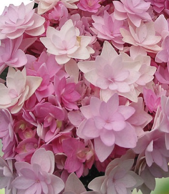 🌸 Гортензія великолистна You and Me "Romance" (Hydrangea macrophylla "You and Me Romance")