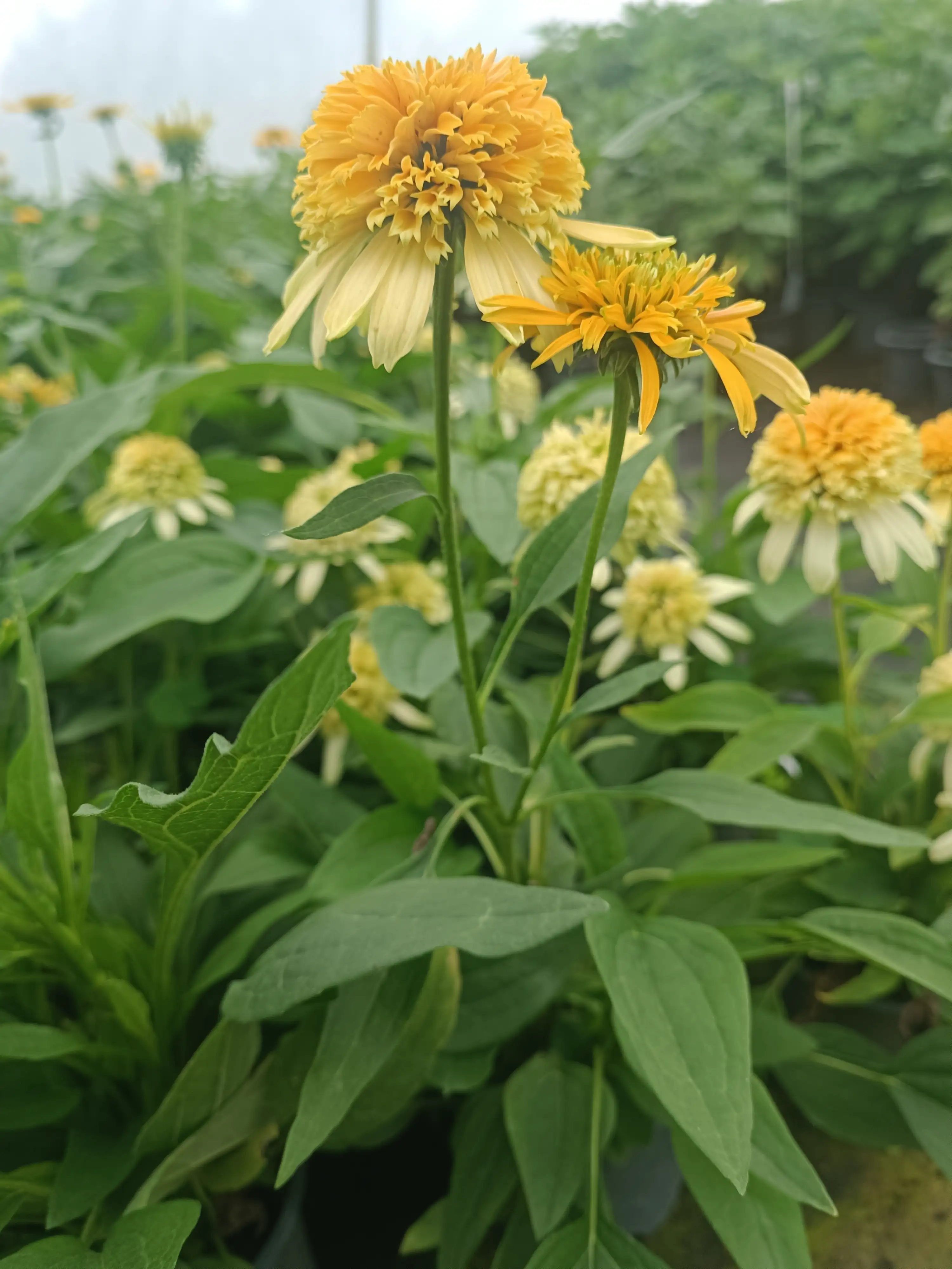 Ехінацея махрова низька Lemon Drop