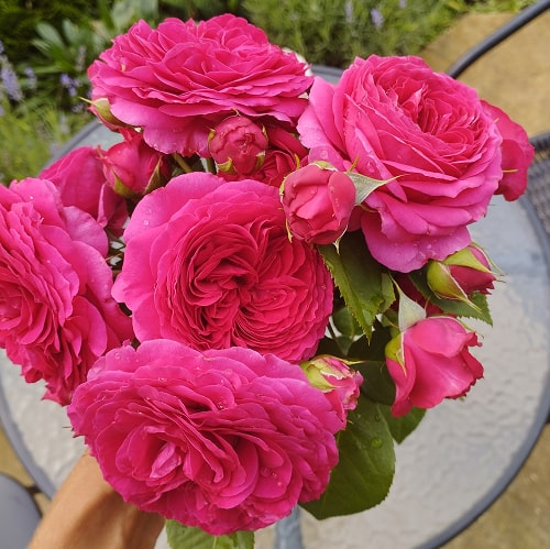 Софія Луїза (Sophie Luise)