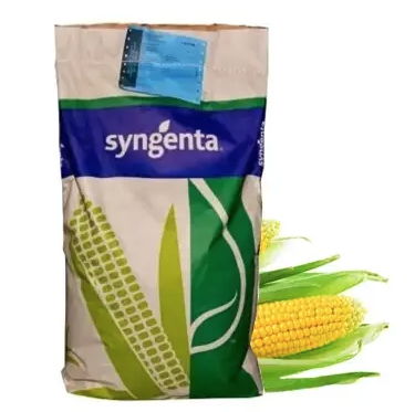 Насіння кукурудзи СИ Шикарі Syngenta Кукурудза високої врожайності та стресостійкості