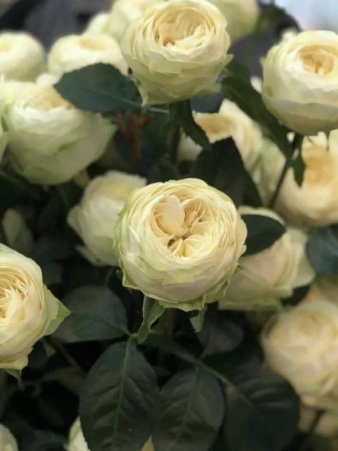 Троянда чайно-гібридна Pure Blonde