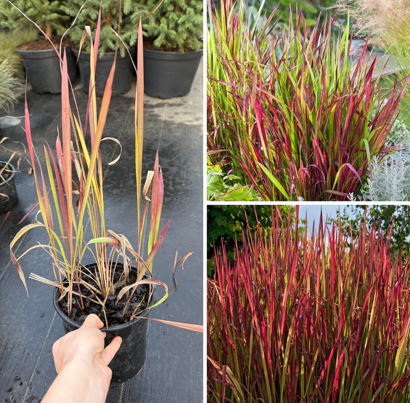 Імперіата ред барон 2 л