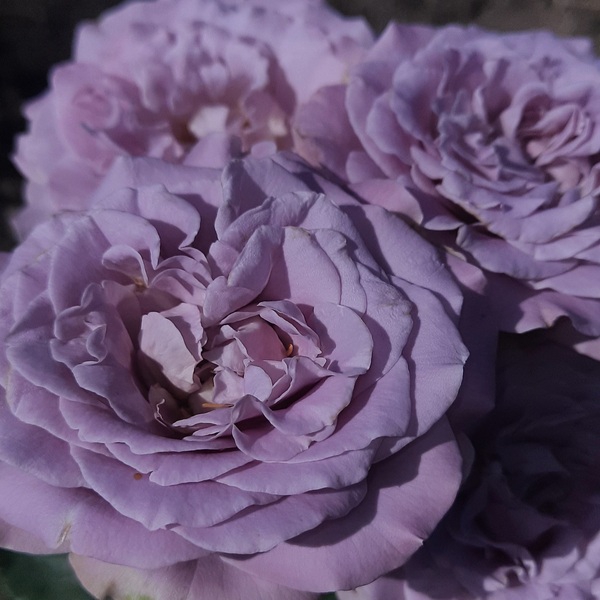 Принцеса Каорі — Princess Kaori