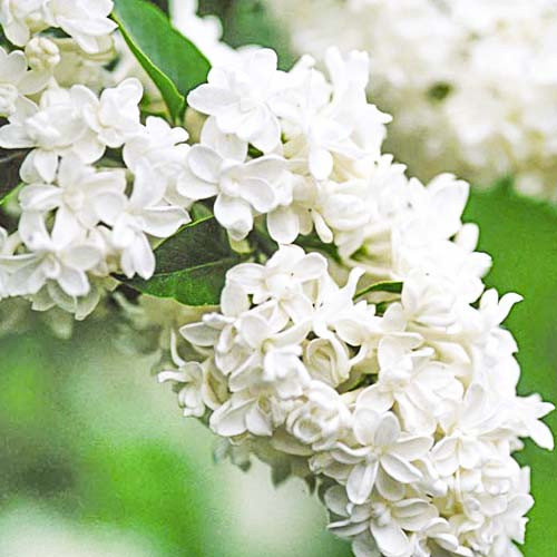 Бузок звичайний "Mme Lemoine"