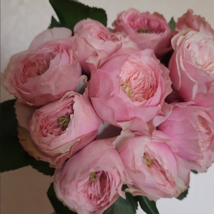 Нортангер Еббі - Northanger Abbey