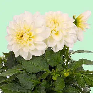 Жоржина Labella Medio White (касетна розсада)