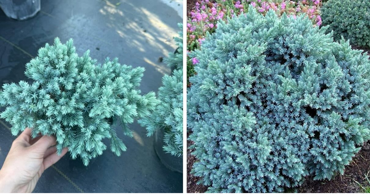 Ялівець карликовий блю стар