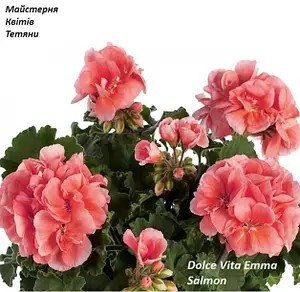 Пеларгонія Зональна персикова Dolce Vita Emma Salmon (касетна розсада)