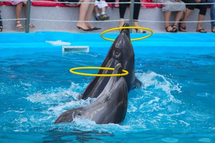 Splendid Dolphin Bay Show in Phuket - Dive into Marine Magic - Explera.co.th