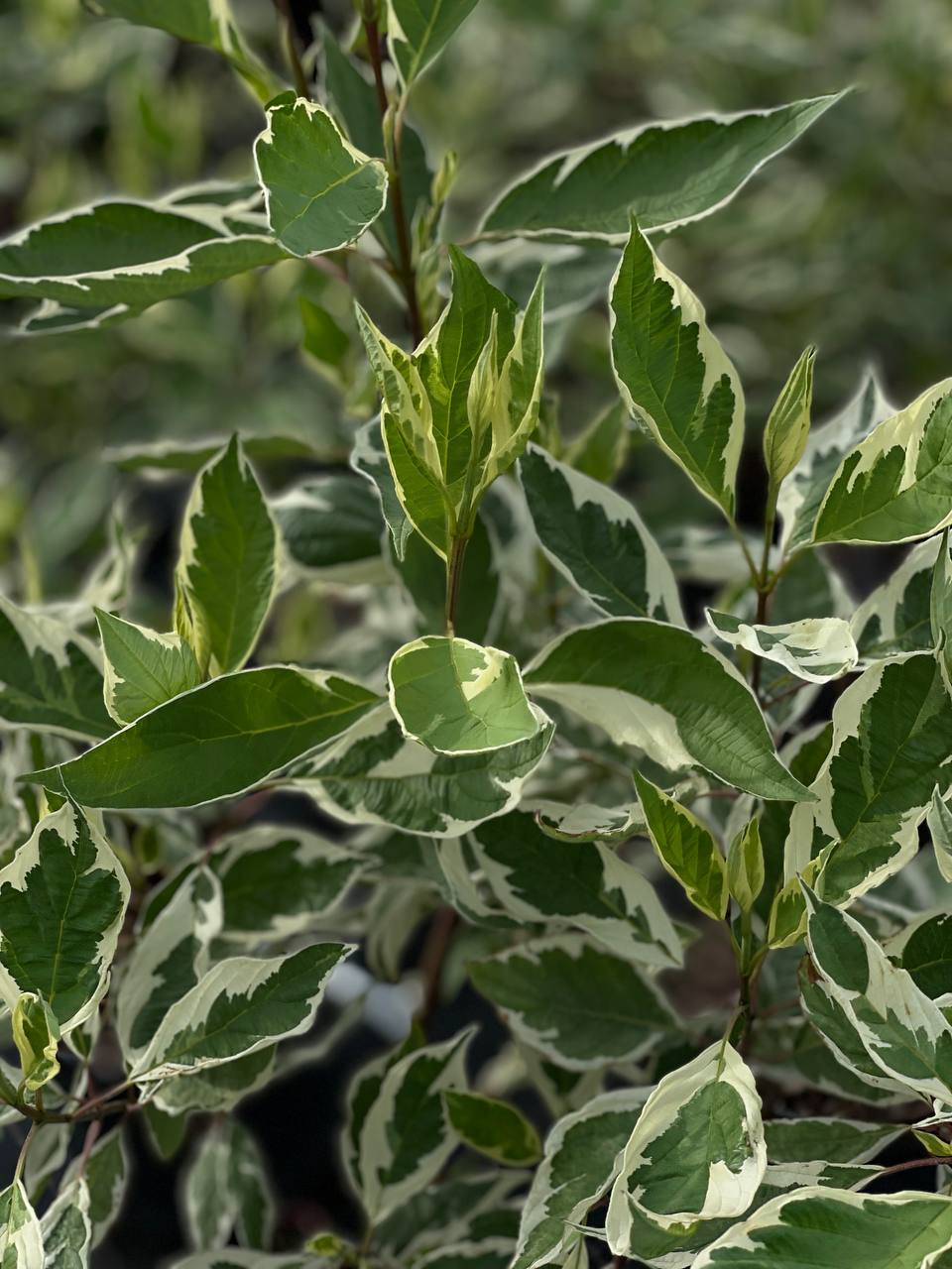 Дерен білий Elegantissima