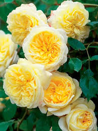 Троянда англійська Пілігрім