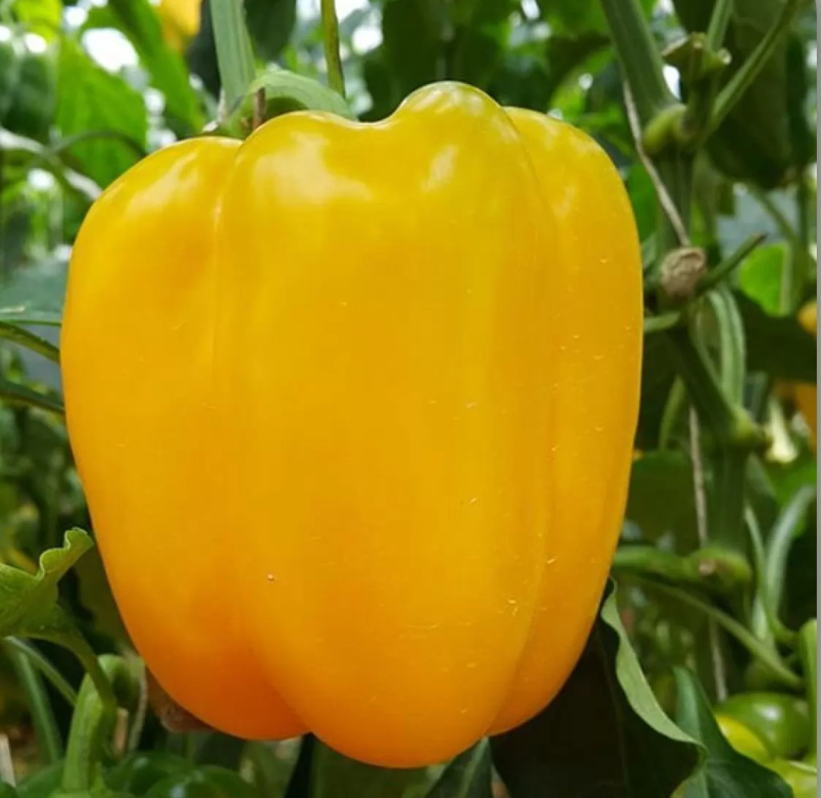 Перець Жовтий квадрат 0,2 г PL (АМ)